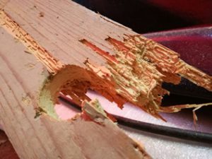 Afbeelding van hout met duidelijke tekenen van aantasting door houtworm, zichtbaar door kleine gaatjes en beschadigingen.